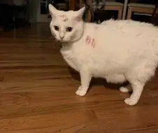 술 취한 주인으로부터 겨우 탈출한 고양이