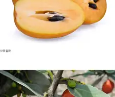 한국인에게 생소한 과일들