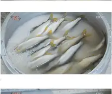 호불호 갈리는 신기한 음식.jpg
