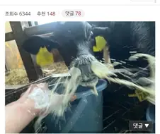 ??? : 소는 온순한 동물입니다