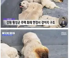 화재 현장에서 구조된 강아지짤.jpg