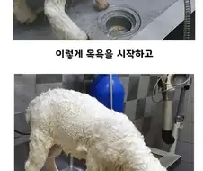 양 목욕