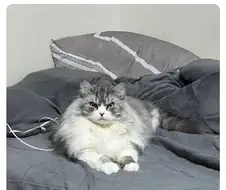 집사가 외박하고 와서 화가 난 고양이.jpg