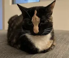 ↗냥이