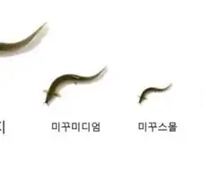 미꾸라지