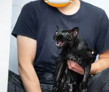 인기없는 검은 고양이의 분노편