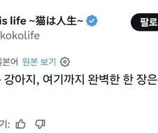혼란한 틈을타 올리는 완벽한 구도의 똥싸는 강아지