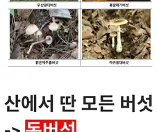 디시의 간단 독버섯/식용버섯 구분방법