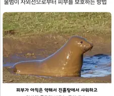 자외선 피할려고 몸에 흙바르는 물범.jpg