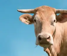 "이 그림을 봐, 소가 왼쪽에 있지?"