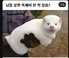 님들 살찐 족제비 본 적 있음?