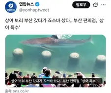 상어 덕분에 부산 편의점도 대박남