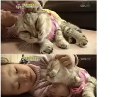 22개월 아기에게 학대당하는 고양이