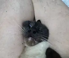 우울하면 고양이와 함께하면 치유됩니다~
