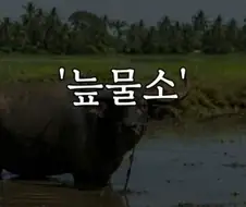 헬조선의 노동강도에 못 버틴 외노자