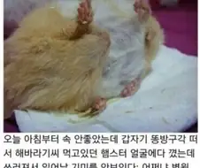 장난으로 햄스터한테 방구뀌기
