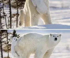 북극곰 2마리를 본 디씨인사이드의 귀인