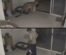 좀 많이 억울한 고양이 ㅠ