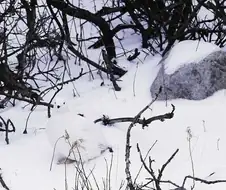 동물들의 위장 능력.jpg