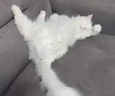 희한하게 자는 우리집 고양이