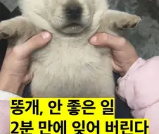 똥개, 안 좋은 일 2분 만에 잊어 버린다.
