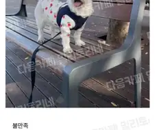 산책에 불만있는 강아지.jpg