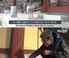 절에 사는 개가 식탐이 없는 이유