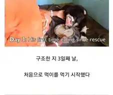 혐] 얼굴 없는 댕댕이 치료과정