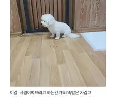 개도 안먹는 리뷰