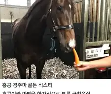 경마 경주에서 졌을때 자주 나온다는 말 반응