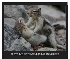 그..그만둬!! 난 수컷이라고!!