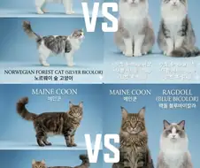 메인쿤 VS 랙돌 VS 놀숲 VS 시베리안 크기 비교