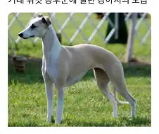 거대 휘핏 증후군에 걸린 댕댕이...