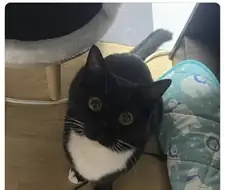 만화에서만 보던 고양이 표정