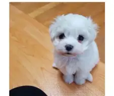 모의고사 사기템