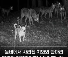 치와와는 강하다