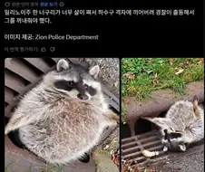 구멍에 끼여 꼼짝도 못하는 라쿤