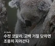 수컷 코알라가 암컷에게 차이면 하는 행동.jpg