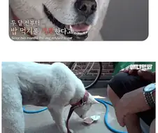 친구를 떠나보내고 금식하는 개