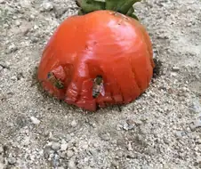 벌이 감을 먹는 이유