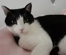 엄마네 고양이랑 우리집 고양이 보고가셈