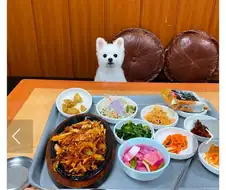 혼밥하면 강아지가 앞에 앉아준다는 밥집