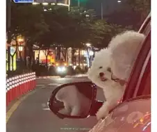 귀여운 비숑 두 마리.jpg