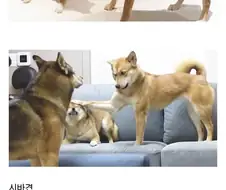 진돗개랑 상성 진짜 안맞는다는 견종