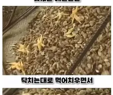 우리나라로 넘어온 바다의 무법자 아무르 불가사리의 최후
