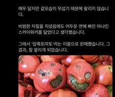 칼슘 부족 토마토 파는 방법