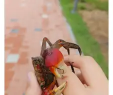 배은망덕한 게새끼