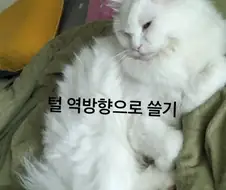 냥집사들은 자기가 키우는 고양이를 ㅈ냥이라고 하면 안되는 이유