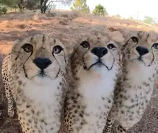 아프리카 들 고양이