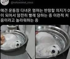 수속성 강아지 만드는 방법